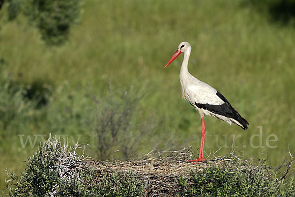 Weißstorch (Ciconia ciconia)