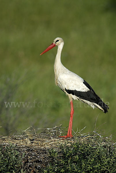 Weißstorch (Ciconia ciconia)