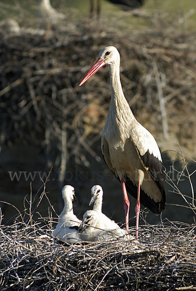 Weißstorch (Ciconia ciconia)