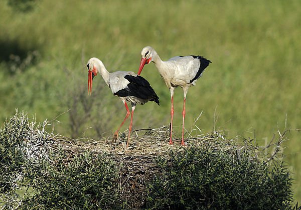 Weißstorch (Ciconia ciconia)