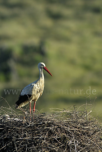 Weißstorch (Ciconia ciconia)