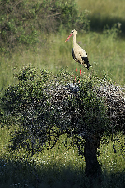 Weißstorch (Ciconia ciconia)