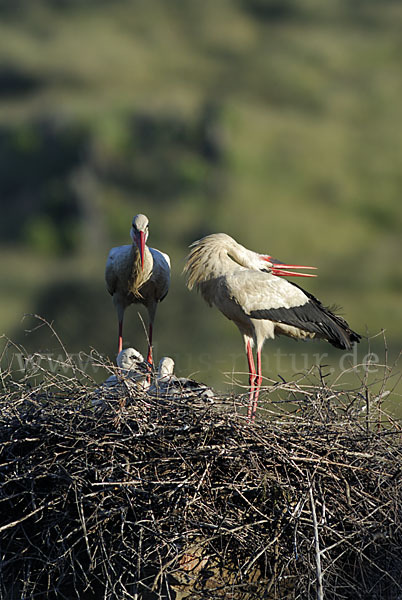 Weißstorch (Ciconia ciconia)