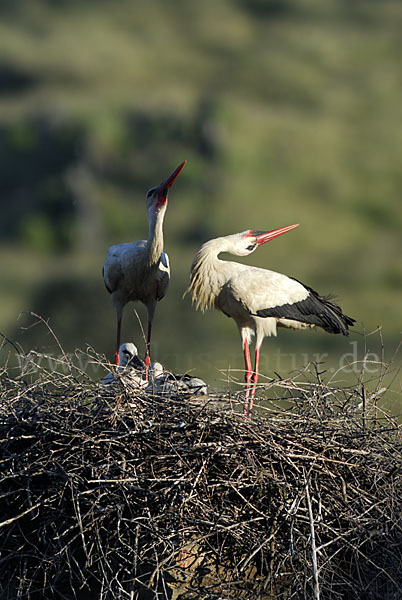 Weißstorch (Ciconia ciconia)