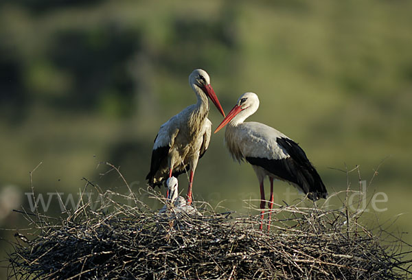 Weißstorch (Ciconia ciconia)