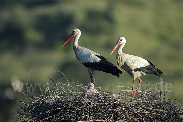 Weißstorch (Ciconia ciconia)