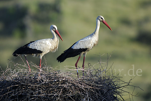 Weißstorch (Ciconia ciconia)