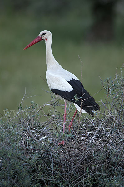 Weißstorch (Ciconia ciconia)