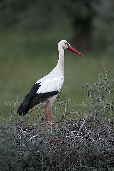 Weißstorch (Ciconia ciconia)