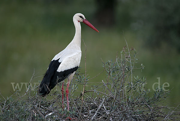 Weißstorch (Ciconia ciconia)