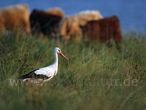 Weißstorch (Ciconia ciconia)