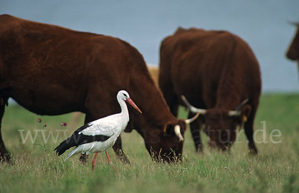 Weißstorch (Ciconia ciconia)