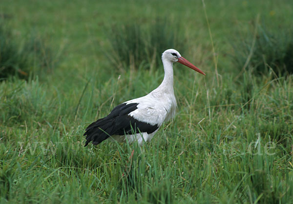 Weißstorch (Ciconia ciconia)