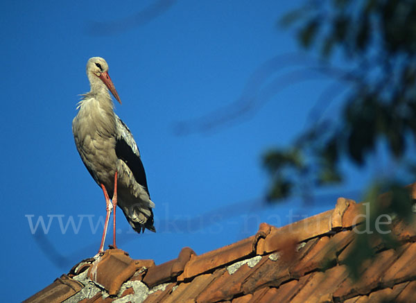 Weißstorch (Ciconia ciconia)