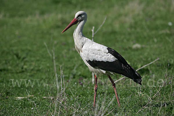 Weißstorch (Ciconia ciconia)