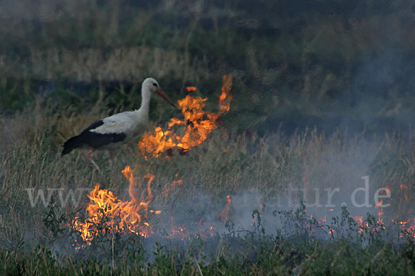 Weißstorch (Ciconia ciconia)