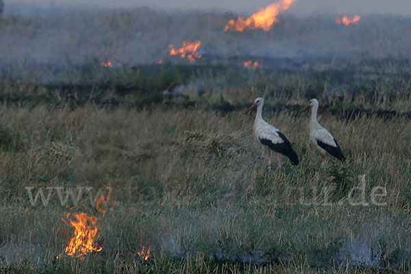 Weißstorch (Ciconia ciconia)