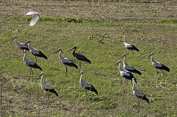 Weißstorch (Ciconia ciconia)