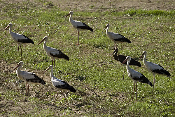 Weißstorch (Ciconia ciconia)