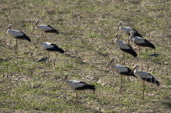 Weißstorch (Ciconia ciconia)