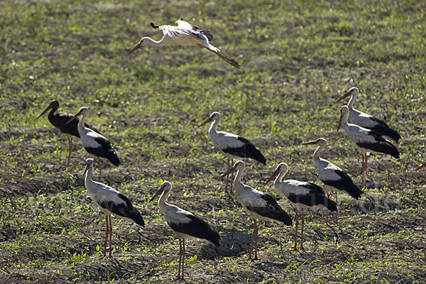 Weißstorch (Ciconia ciconia)