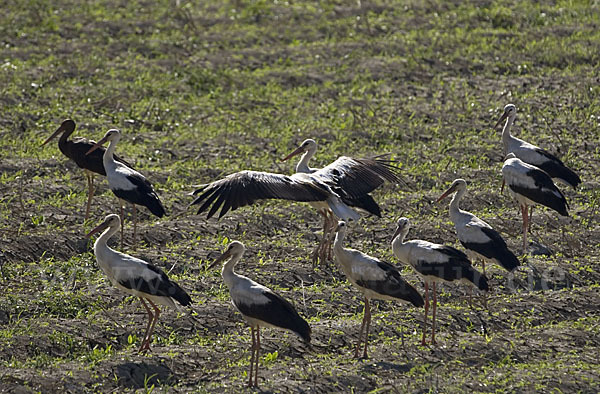 Weißstorch (Ciconia ciconia)