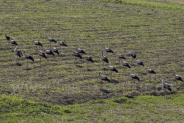 Weißstorch (Ciconia ciconia)