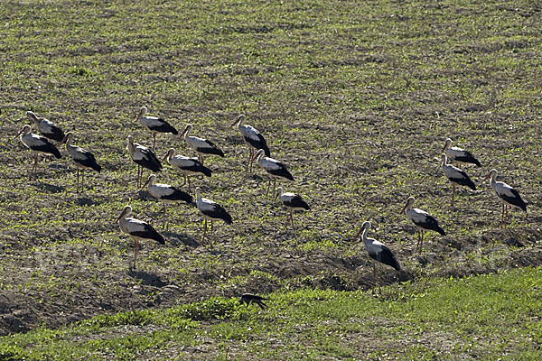 Weißstorch (Ciconia ciconia)