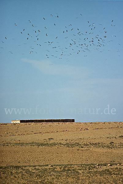 Weißstorch (Ciconia ciconia)