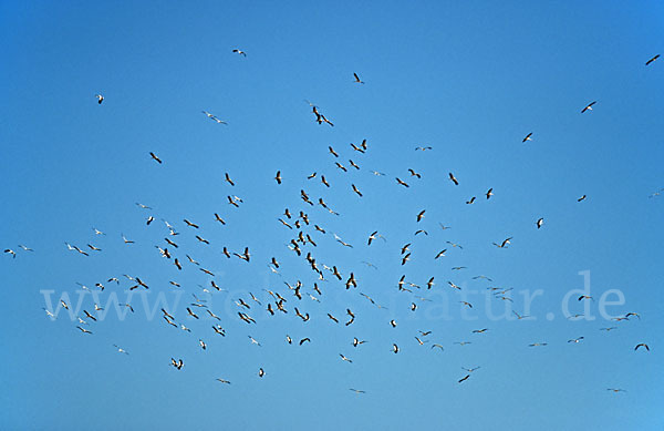 Weißstorch (Ciconia ciconia)