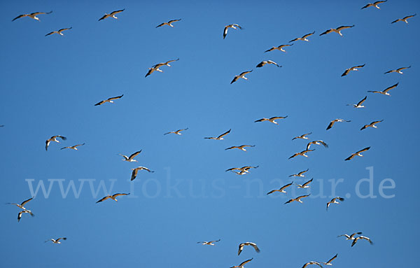 Weißstorch (Ciconia ciconia)