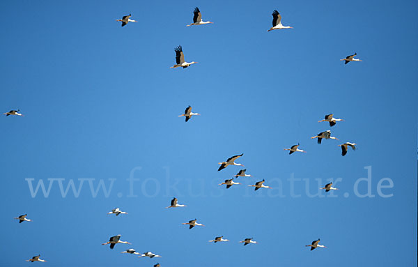 Weißstorch (Ciconia ciconia)