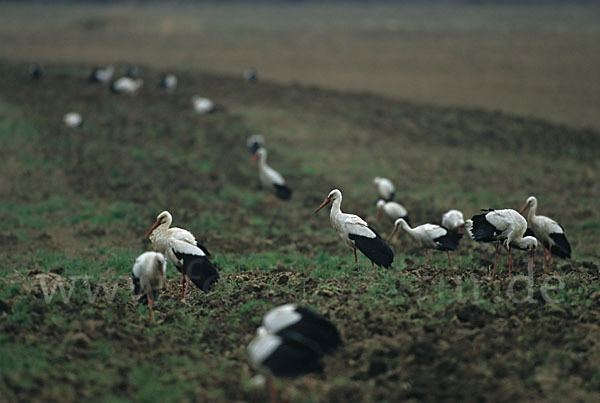 Weißstorch (Ciconia ciconia)