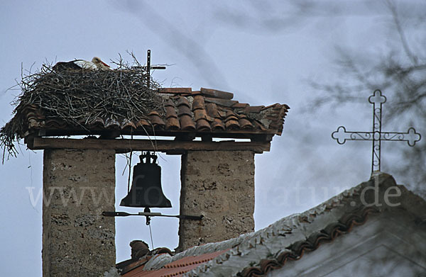 Weißstorch (Ciconia ciconia)