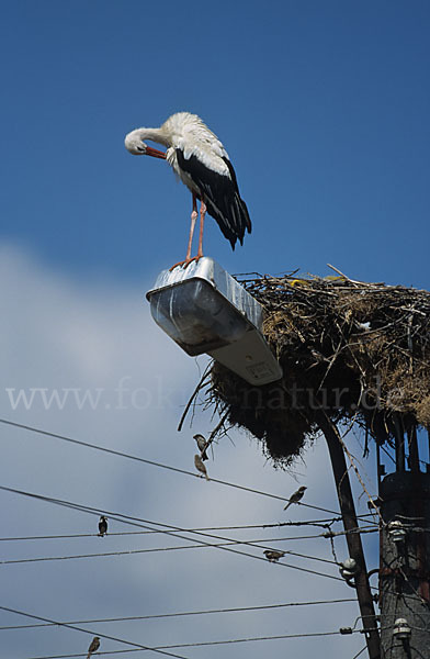 Weißstorch (Ciconia ciconia)