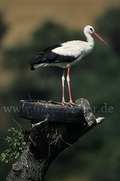 Weißstorch (Ciconia ciconia)