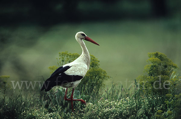 Weißstorch (Ciconia ciconia)