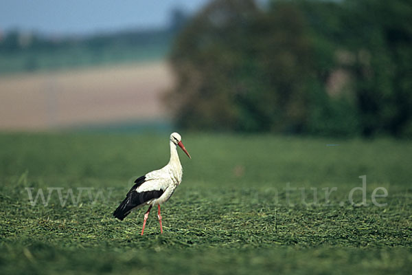 Weißstorch (Ciconia ciconia)