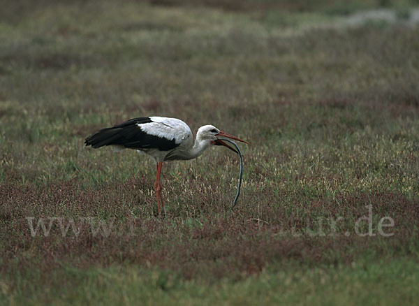 Weißstorch (Ciconia ciconia)