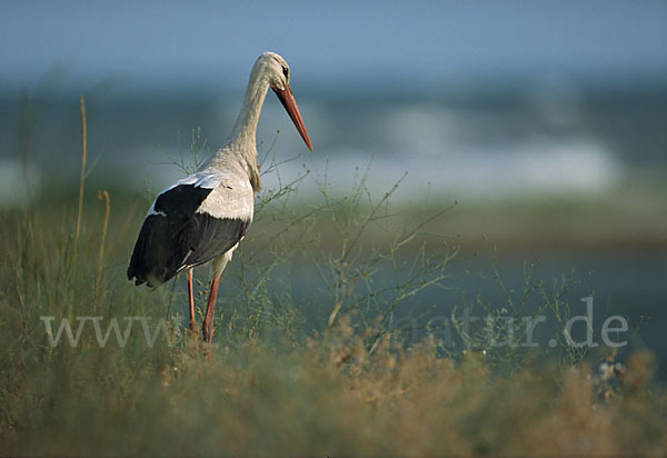 Weißstorch (Ciconia ciconia)