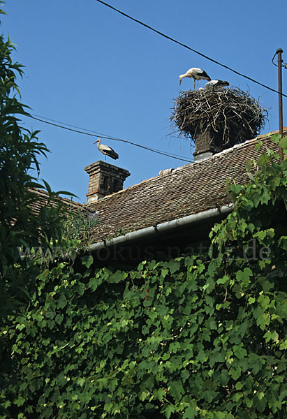 Weißstorch (Ciconia ciconia)