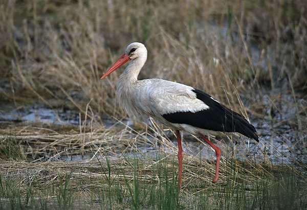 Weißstorch (Ciconia ciconia)