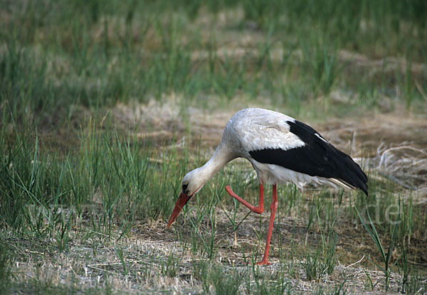 Weißstorch (Ciconia ciconia)