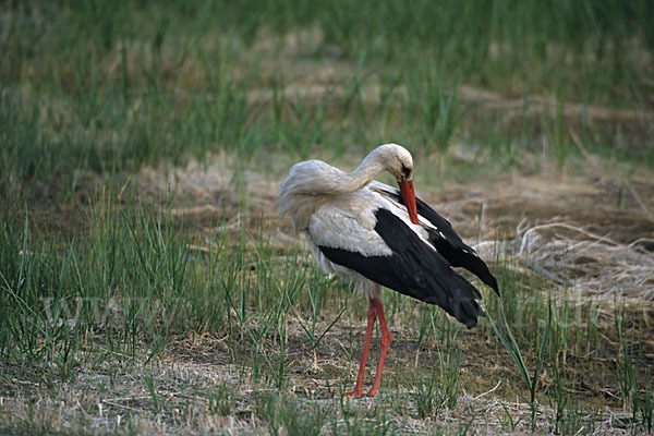 Weißstorch (Ciconia ciconia)