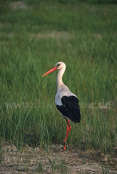 Weißstorch (Ciconia ciconia)