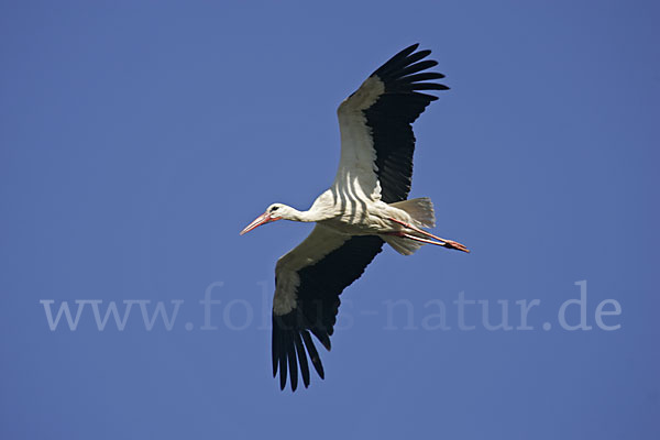 Weißstorch (Ciconia ciconia)