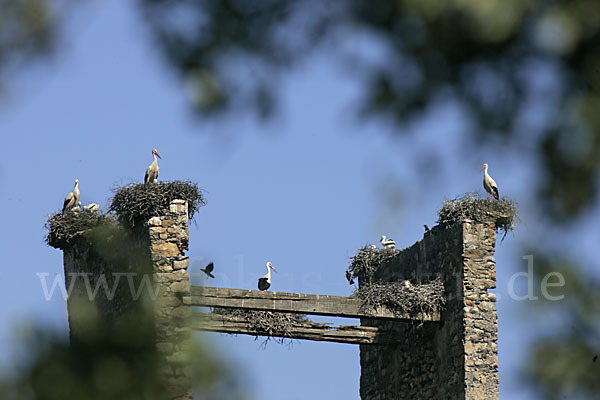 Weißstorch (Ciconia ciconia)