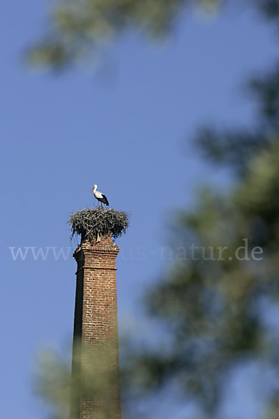 Weißstorch (Ciconia ciconia)