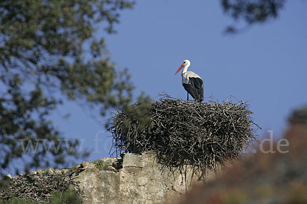 Weißstorch (Ciconia ciconia)