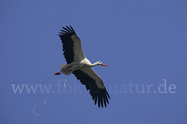 Weißstorch (Ciconia ciconia)